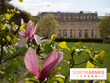 Cerisiers en fleurs à paris et aux alentours - Palais Royal