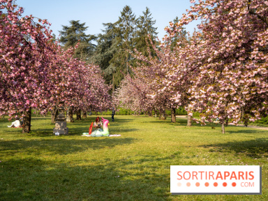 Le Parc de Sceaux et ses cerisiers en fleurs