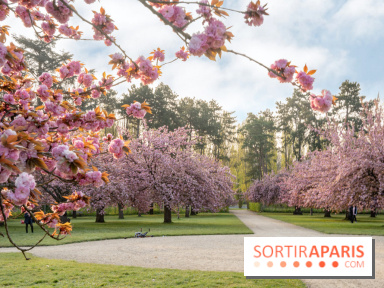 Le Parc de Sceaux et ses cerisiers en fleurs