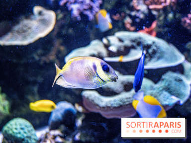 L'Aquarium Tropical de la Porte Dorée