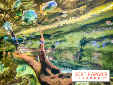 L'Aquarium Tropical de la Porte Dorée