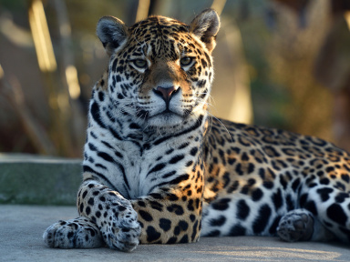 Nocturnes du Parc Zoologique de Paris