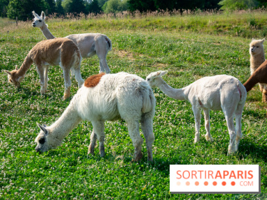 Parrot World, le parc animalier immersif d'Île-de-France