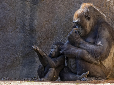 Covid : plusieurs animaux testés positifs au coronavirus dans des zoos américains