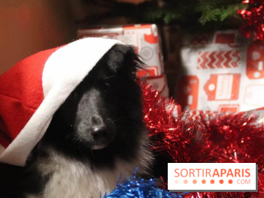 Christmas Show, la soirée caritative pour les refuges canins au Théâtre du Gymnase Marie Bell 