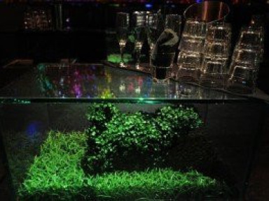 écologie, boite de nuit écolo, bio