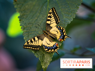 La Serre aux Papillons du Parc Floral 