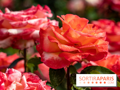 Photos : La Roseraie du val-de-Marne