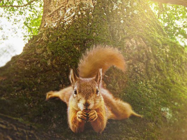 Festival des films pour l'environnement 2023 : la 5ème édition à Chatou (78)