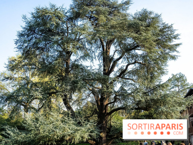 Arboretum de la Vallée-aux-Loups, une balade au milieu des arbres remarquables