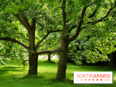 Arboretum de la Vallée-aux-Loups, une balade au milieu des arbres remarquables