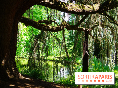Arboretum de la Vallée-aux-Loups, une balade au milieu des arbres remarquables