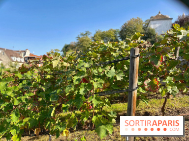 Visuels Paris - Clos Montmartre - Vignes