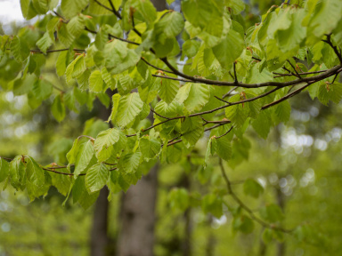 Le plus bel arbre francilien de 2024 est un orme : découvrez le à Crouy-sur-Ourcq (77)