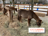 poney