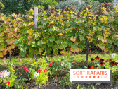 Vignes Montmartre