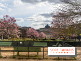 Les magnolias du Jardin du Palais Royal