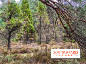 Arbor&Sens, l'Arboretum de Franchard en forêt de Fontainebleau - les photos