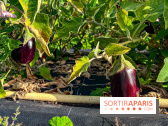 Les Saveurs du Potager du Roi à Versailles : marché de fruits & légumes, expositions et animations