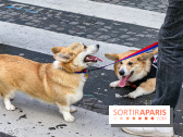 La Marche des animaux à Paris : défilé gratuit, ouvert aux chiens, chats ... sur les Champs-Élysées