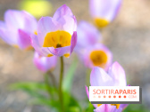Le Parc de Bagatelle au printemps, cerisier, tulipes et jonquilles - photos