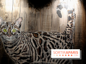 Chacun cherche son chat, nos photos de l'expo à Fluctuart - Expo Chat 11