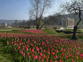 80 000 tulipes au Château de Dampierre en Yvelines ! Journée de la tulipe et Fête des plantes 