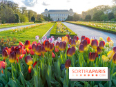 Tulipes et coquelicots, des floraisons exceptionnelles pour les 400 ans du Jardin des plantes 