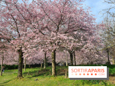 Où voir des cerisiers en fleurs à Paris et en Île-de-France : nos spots coup de cœur !