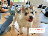 Puppy Yoga Paris, des séances de yoga tout en câlins avec d'adorables chiots - Prochaines dates