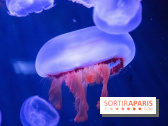 L'Aquarium de Paris ouvre son Médusarium