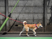 chien