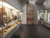 Musée Préhistoire
