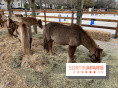 poney