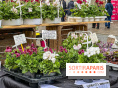 Esprit Jardin à Versailles - Marché aux plantes et animations  - IMG 6125