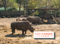 Zoo de Thoiry 2023 - Rhinocéros
