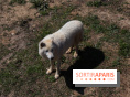 Zoo de Thoiry 2023 - Loup arctique