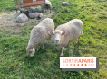 La ferme pédagogique du parc des Chanteraines