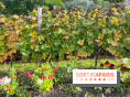 Vignes Montmartre