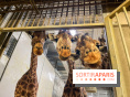 Zoo de Vincennes, Parc zoologique 2024 - girafes