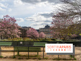 Les magnolias du Jardin du Palais Royal