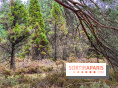 Arbor&Sens, l'Arboretum de Franchard en forêt de Fontainebleau - les photos