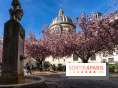 Square Gabriel Pierné à Paris - cerisiers en fleurs