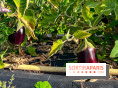 Les Saveurs du Potager du Roi à Versailles : marché de fruits & légumes, expositions et animations
