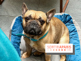 Le Doggy Brunch : le brunch gourmand entre chiens et maîtres à l'hôtel Kimpton Saint Honoré Paris