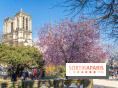 Le Square Viviani devant Notre-Dame de Paris