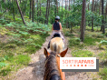 Balade en chevaux Henson en forêt de Fontainebleau