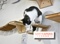 Koneko Work : le café coworking pour travailler en compagnie des chats