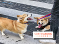 La Marche des animaux à Paris : défilé gratuit, ouvert aux chiens, chats ... sur les Champs-Élysées