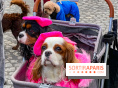La Marche des animaux à Paris : défilé gratuit, ouvert aux chiens, chats ... sur les Champs-Élysées - IMG 5610